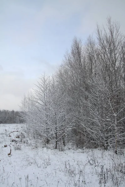 Bela paisagem de inverno em um fundo de árvores e floresta. Natal e clima de Ano Novo. A queda de neve e a vista como em um conto de fadas — Fotografia de Stock
