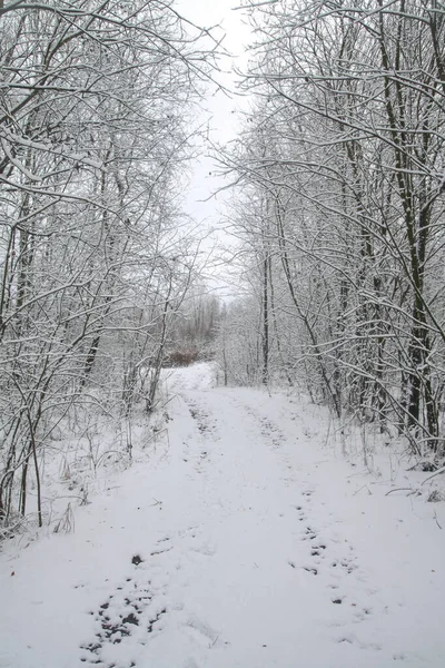 Bela paisagem de inverno na floresta. Estrada fora da cidade e queda de neve. Snowdrifts no parque e rua por limpar. Natal e Ano Novo fundo — Fotografia de Stock