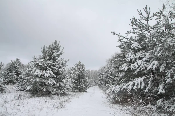 Hermoso paisaje invernal en un bosque nevado. Hermosos árboles de Navidad en una deriva de nieve y copos de nieve. Foto de stock para el año nuevo — Foto de Stock