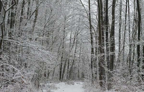 Bela paisagem de inverno na floresta. Estrada fora da cidade e queda de neve. Snowdrifts no parque e rua por limpar. Natal e Ano Novo fundo Imagens Royalty-Free