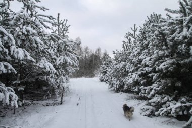 Kışın kar yağdıktan sonra ormandaki bir parkta güzel bir hayvan. Küçük bir köpekle karlı bir manzara. Tasarım için Noel ve Yeni Yıl resmi