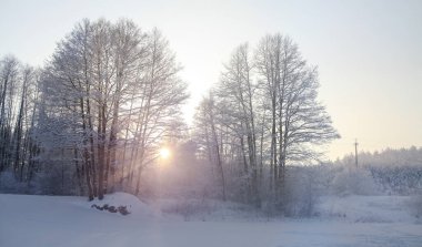 Ormanda karlı ağaçların olduğu güzel bir kış manzarası. Güneş ışınları gün batımında ya da sabahleyin. Noel ve Yeni Yıl teması
