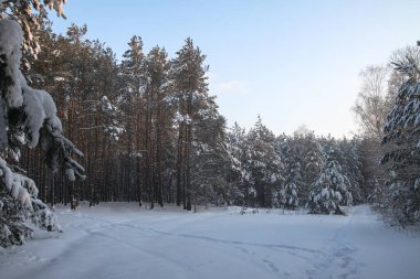 Karlı bir ormanda güzel bir kış manzarası. Kar yığınları ve kar taneleri arasındaki güzel Noel ağaçları. Yeni yıl için stok fotoğrafı