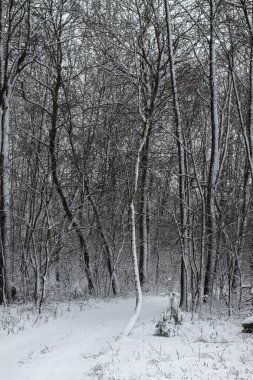 Ormandaki güzel kış manzarası. Şehrin dışındaki yol ve kar yağışı. Parkta ve temizlenmemiş sokakta kar yağışı var. Noel ve Yeni Yıl geçmişi