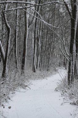 Ormandaki güzel kış manzarası. Şehrin dışındaki yol ve kar yağışı. Parkta ve temizlenmemiş sokakta kar yağışı var. Noel ve Yeni Yıl geçmişi