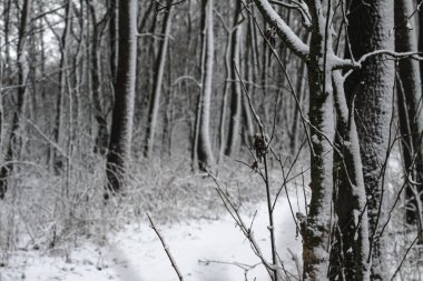 Ormandaki güzel kış manzarası. Şehrin dışındaki yol ve kar yağışı. Parkta ve temizlenmemiş sokakta kar yağışı var. Noel ve Yeni Yıl geçmişi