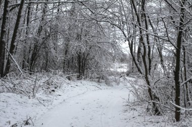 Ormandaki güzel kış manzarası. Şehrin dışındaki yol ve kar yağışı. Parkta ve temizlenmemiş sokakta kar yağışı var. Noel ve Yeni Yıl geçmişi