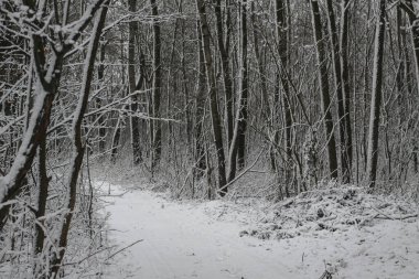 Ormandaki güzel kış manzarası. Şehrin dışındaki yol ve kar yağışı. Parkta ve temizlenmemiş sokakta kar yağışı var. Noel ve Yeni Yıl geçmişi