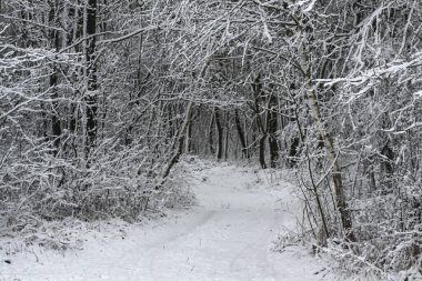 Ormandaki güzel kış manzarası. Şehrin dışındaki yol ve kar yağışı. Parkta ve temizlenmemiş sokakta kar yağışı var. Noel ve Yeni Yıl geçmişi