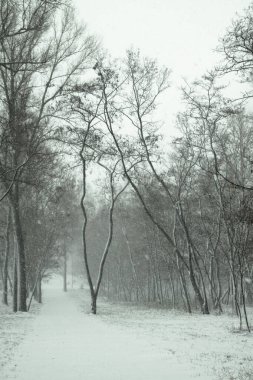 Ağaçların ve ormanın arka planında güzel bir kış manzarası. Noel ve Yeni Yıl havası. Kar yağışı ve manzara peri masallarındaki gibi.