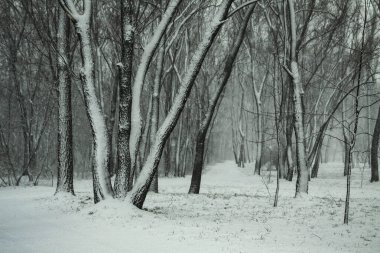 Ağaçların ve ormanın arka planında güzel bir kış manzarası. Noel ve Yeni Yıl havası. Kar yağışı ve manzara peri masallarındaki gibi.
