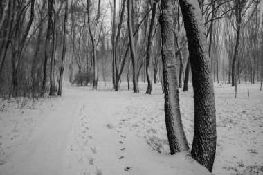 Ağaçların ve ormanın arka planında güzel bir kış manzarası. Noel ve Yeni Yıl havası. Kar yağışı ve manzara peri masallarındaki gibi.