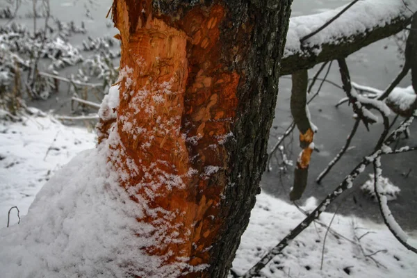 Árvore grelhada por castores para uma barragem. Trabalho de inverno de animais na floresta perto do rio — Fotografia de Stock