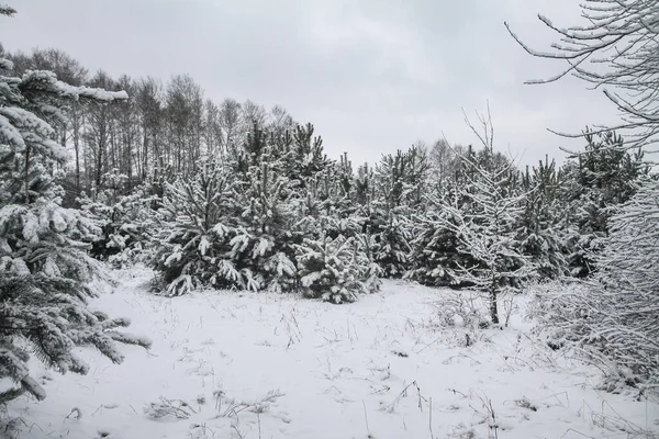 Beau paysage hivernal dans une forêt enneigée. Beaux arbres de Noël dans une dérive de neige et des flocons de neige. Photo de stock pour la nouvelle année — Photo