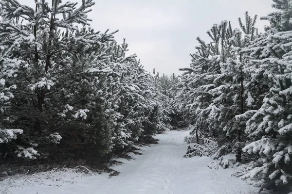 Bela paisagem de inverno em uma floresta nevada. Belas árvores de Natal em um snowdrift e flocos de neve. Foto de estoque para o ano novo — Fotografia de Stock
