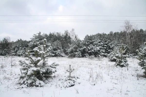 Wunderschöne Winterlandschaft in einem verschneiten Wald. schöne Weihnachtsbäume in einer Schneewehe und Schneeflocken. Archivbild für das neue Jahr — Stockfoto