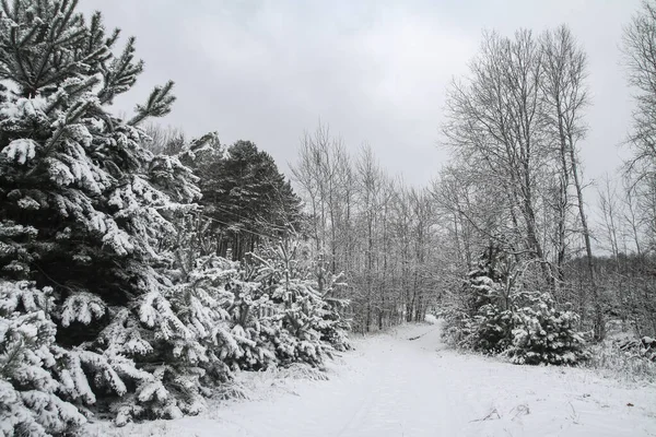 Bela paisagem de inverno em uma floresta nevada. Belas árvores de Natal em um snowdrift e flocos de neve. Foto de estoque para o ano novo — Fotografia de Stock