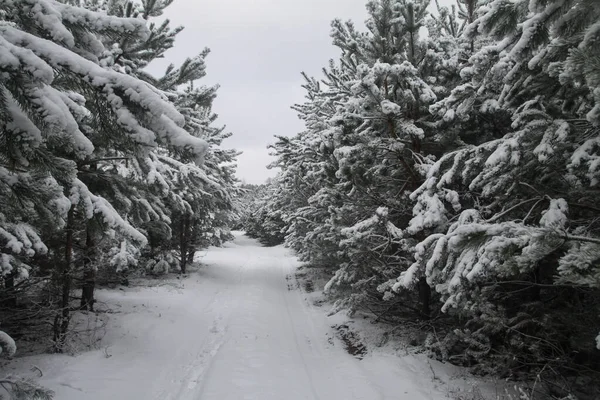 Bela paisagem de inverno em uma floresta nevada. Belas árvores de Natal em um snowdrift e flocos de neve. Foto de estoque para o ano novo — Fotografia de Stock