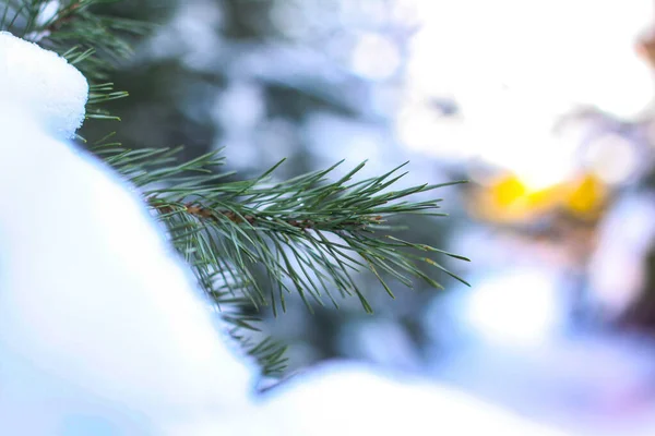 겨울의 아름다운 배경 과 눈덮인 숲 속의 소나무. 아름다운 크리스마스 트리가 눈 이 오 고눈송이가 쌓였습니다. 새해 주식 사진 — 스톡 사진