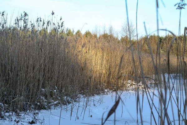 Prachtig winterlandschap met een besneeuwde rivier en meer. Kerst en Nieuwjaar thema — Stockfoto