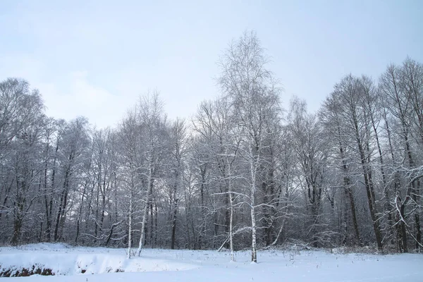 Beautiful winter landscape on a background of trees and forest. Christmas and New Year mood. Snowfall and the view as in a fairy tale — Stock Photo, Image