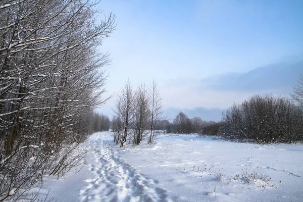 Hermoso paisaje de invierno en el bosque. Camino fuera de la ciudad y nevadas. Deriva de nieve en el parque y calle sin limpiar. Fondo de Navidad y Año Nuevo — Foto de Stock