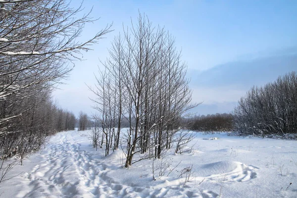 Beau paysage hivernal dans la forêt. Route en dehors de la ville et chutes de neige. Snowdrifts dans le parc et rue non nettoyée. Noël et Nouvel An fond — Photo