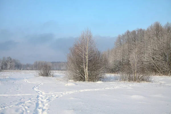 Beau paysage hivernal dans la forêt. Route en dehors de la ville et chutes de neige. Snowdrifts dans le parc et rue non nettoyée. Noël et Nouvel An fond — Photo