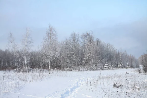 Beau paysage hivernal dans la forêt. Route en dehors de la ville et chutes de neige. Snowdrifts dans le parc et rue non nettoyée. Noël et Nouvel An fond — Photo