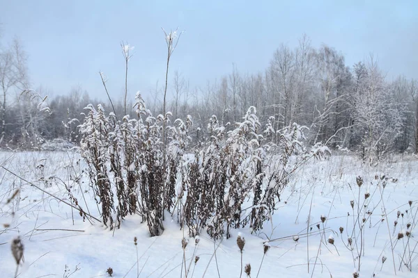 Prachtig winterlandschap op een achtergrond van bomen en bos. Kerstmis en nieuwjaarsstemming. Sneeuwval en het uitzicht als in een sprookje — Stockfoto