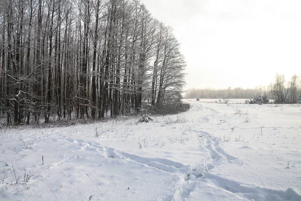 Hund und Mensch finden im Schnee Spuren in der Natur. Stiefelspur im Schnee. Aktienhintergrund — Stockfoto