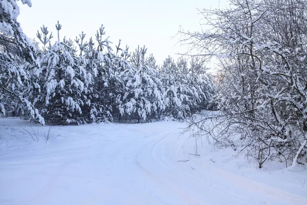 Beau paysage hivernal dans une forêt enneigée. Beaux arbres de Noël dans une dérive de neige et des flocons de neige. Photo de stock pour la nouvelle année — Photo