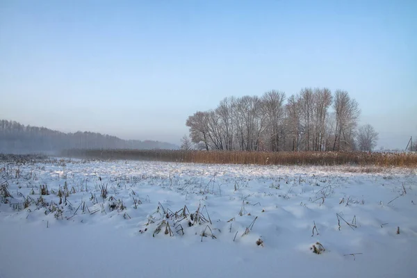 Prachtig winterlandschap met besneeuwde bomen in het bos. De stralen van de zon bij zonsondergang of in de ochtend. Kerst en Nieuwjaar thema — Stockfoto