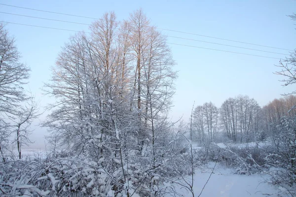 Schöne Winterlandschaft mit schneebedeckten Bäumen im Wald. Sonnenstrahlen bei Sonnenuntergang oder am Morgen. Weihnachten und Neujahr Thema — Stockfoto