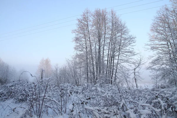 Schöne Winterlandschaft mit schneebedeckten Bäumen im Wald. Sonnenstrahlen bei Sonnenuntergang oder am Morgen. Weihnachten und Neujahr Thema — Stockfoto
