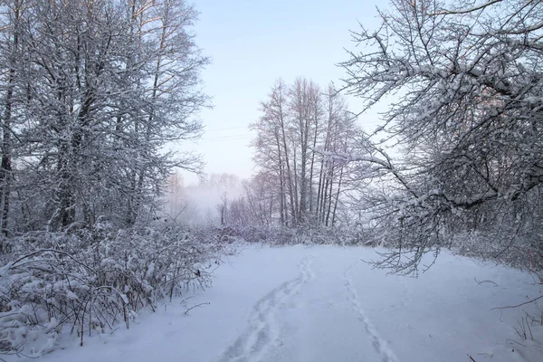 Beau paysage hivernal avec des arbres enneigés dans la forêt. Les rayons du soleil au coucher du soleil ou le matin. Thème Noël et Nouvel An — Photo