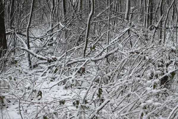 Beautiful tree branches in the snow. Winter composition in nature in snowdrifts. Christmas and New Year background. — Stock Photo, Image