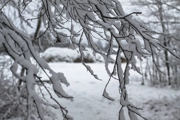 Gyönyörű faágak a hóban. Téli kompozíció a természetben hóviharban. Karácsonyi és újévi háttér. — Stock Fotó