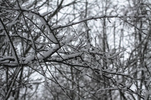 Beautiful tree branches in the snow. Winter composition in nature in snowdrifts. Christmas and New Year background. — Stock Photo, Image