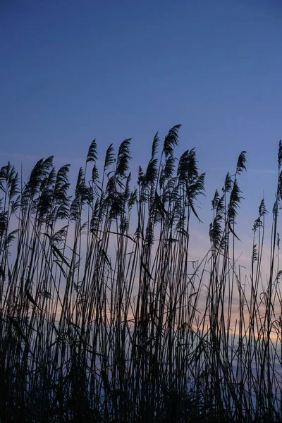 Bulrush na jeziorze o zachodzie słońca. Rzeczny krajobraz o wschodzie słońca. Tło graficzne — Zdjęcie stockowe