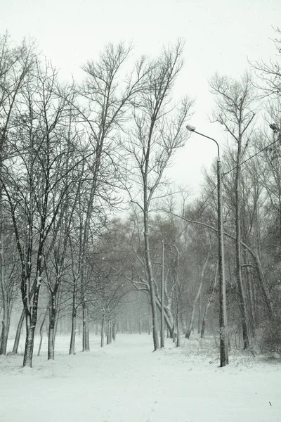 Beautiful New Year\'s weather in a snowy park. Colaps on the streets. Christmas theme