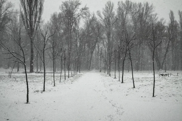 Karlı bir parkta güzel bir yeni yıl havası. Sokaklarda Colaps var. Noel teması — Stok fotoğraf