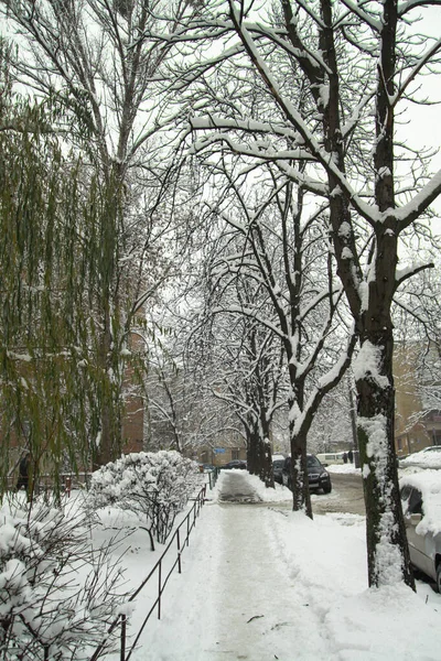 Vackert vinterlandskap på en bakgrund av träd och skog. Jul och nyårskänsla. Snöfall och utsikten som i en saga — Stockfoto