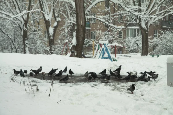 Mnoho pouličních holubů jí v zimě na sněhu. Studený prosincový Den města — Stock fotografie
