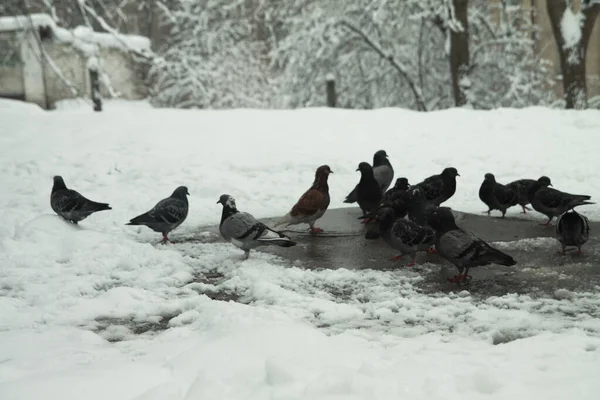 De nombreux pigeons des rues mangent en hiver sur la neige. Cold Décembre Journée de la ville — Photo