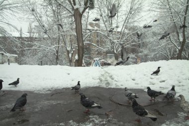 Birçok sokak güvercini kışın karda yemek yer. Soğuk Aralık Şehir Günü