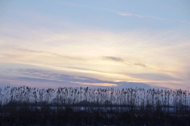 Gün batımında gölde bulrush. Gün doğumunda nehir manzarası. Grafiksel arkaplan