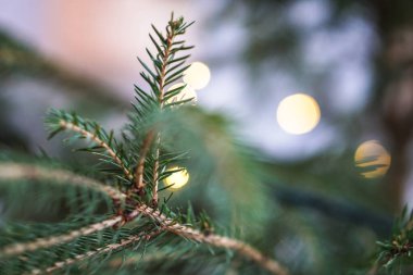 Noel arkaplanı, çelenkler ve bokeh. Çok renkli bir Noel resmi. Tasarım için soyut resim