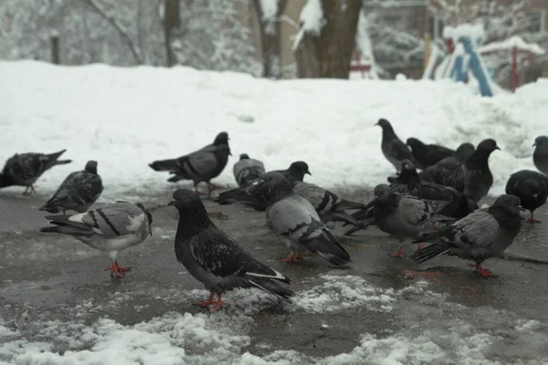 Muitos pombos de rua comem no inverno na neve. Dia frio da cidade de dezembro — Fotografia de Stock