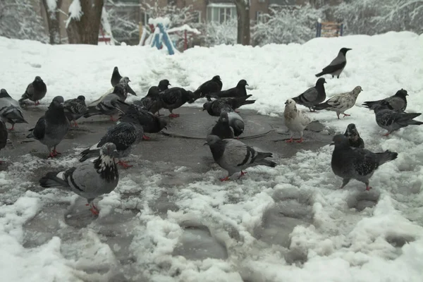 Many street pigeons eat in the winter on snow. Cold December City Day